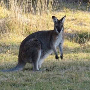 Notamacropus rufogriseus at Kosciuszko National Park, NSW - 22 Apr 2018