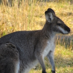 Notamacropus rufogriseus at Kosciuszko National Park, NSW - 22 Apr 2018