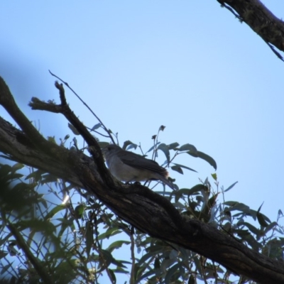 Colluricincla harmonica (Grey Shrikethrush) at Kosciuszko National Park, NSW - 22 Apr 2018 by KShort