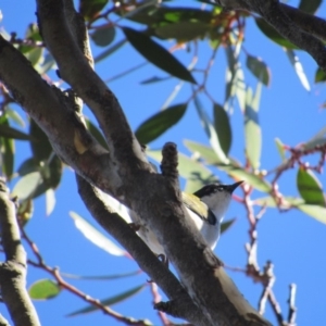 Melithreptus lunatus at Kosciuszko National Park, NSW - 23 Apr 2018 12:45 PM