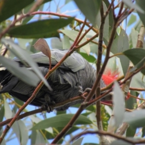 Callocephalon fimbriatum at Kosciuszko National Park, NSW - suppressed