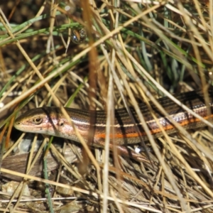 Pseudemoia pagenstecheri at Kosciuszko National Park, NSW - 23 Apr 2018