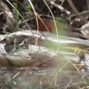 Pseudemoia entrecasteauxii at Kosciuszko National Park, NSW - 22 Apr 2018