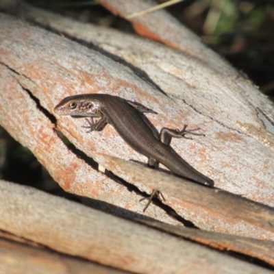 Pseudemoia entrecasteauxii (Woodland Tussock-skink) at Kosciuszko National Park, NSW - 22 Apr 2018 by KShort