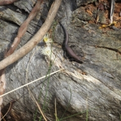 Pseudemoia entrecasteauxii (Woodland Tussock-skink) at Kosciuszko National Park - 22 Apr 2018 by KShort