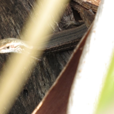 Pseudemoia entrecasteauxii (Woodland Tussock-skink) at Kosciuszko National Park, NSW - 22 Apr 2018 by KShort