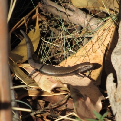 Carinascincus coventryi (Coventry’s Skink) at Kosciuszko National Park, NSW - 22 Apr 2018 by KShort