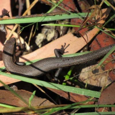 Carinascincus coventryi (Coventry’s Skink) at Thredbo, NSW - 23 Apr 2018 by KShort