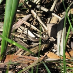 Carinascincus coventryi (Coventry’s Skink) at Kosciuszko National Park, NSW - 25 Apr 2018 by KShort