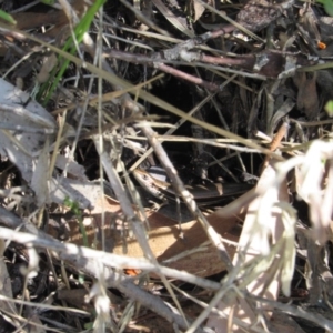 Pseudemoia entrecasteauxii at Kosciuszko National Park, NSW - 23 Apr 2018 11:09 AM