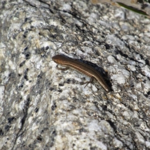 Pseudemoia pagenstecheri at Kosciuszko National Park, NSW - 23 Apr 2018