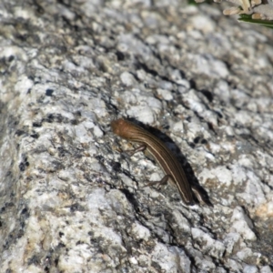 Pseudemoia pagenstecheri at Kosciuszko National Park, NSW - 23 Apr 2018