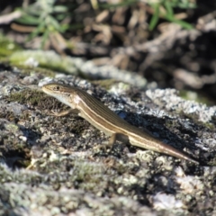 Pseudemoia pagenstecheri (Grassland Tussock-skink) at Kosciuszko National Park - 23 Apr 2018 by KShort