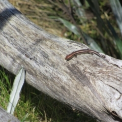 Pseudemoia entrecasteauxii (Woodland Tussock-skink) at Kosciuszko National Park, NSW - 23 Apr 2018 by KShort