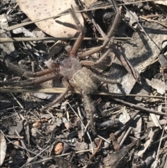 Delena cancerides (Social huntsman spider) at Mount Rogers - 23 Apr 2018 by leitchbird