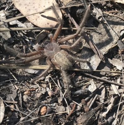Delena cancerides (Social huntsman spider) at Mount Rogers - 23 Apr 2018 by leitchbird