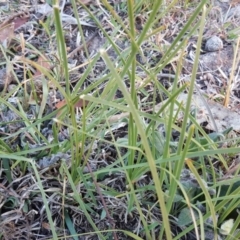 Lomandra filiformis subsp. filiformis (Wattle Matrush) at Symonston, ACT - 25 Apr 2018 by Mike