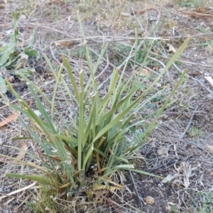 Lomandra longifolia at Symonston, ACT - 25 Apr 2018