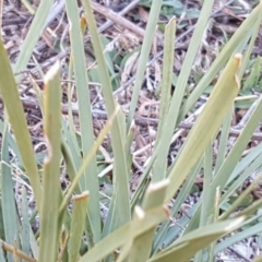 Lomandra longifolia at Symonston, ACT - 25 Apr 2018 04:32 PM