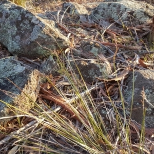 Lepidosperma laterale at Garran, ACT - 25 Apr 2018