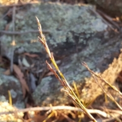 Lepidosperma laterale at Garran, ACT - 25 Apr 2018 04:26 PM