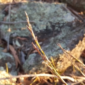 Lepidosperma laterale at Garran, ACT - 25 Apr 2018