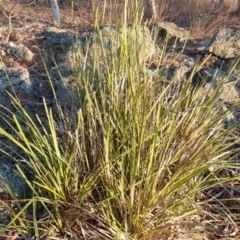 Lomandra longifolia (Spiny-headed Mat-rush, Honey Reed) at Garran, ACT - 25 Apr 2018 by Mike