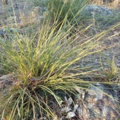 Lomandra multiflora (Many-flowered Matrush) at Garran, ACT - 25 Apr 2018 by Mike