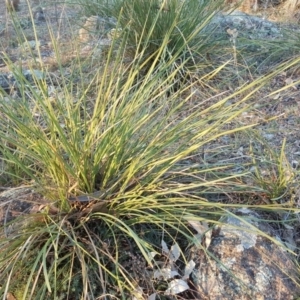 Lomandra multiflora at Garran, ACT - 25 Apr 2018 04:21 PM