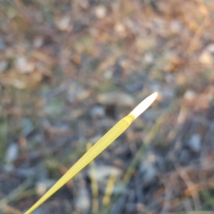 Lomandra multiflora at Garran, ACT - 25 Apr 2018 04:21 PM