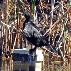 Phalacrocorax sulcirostris at Bonython, ACT - 24 Apr 2018