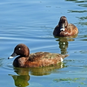 Aythya australis at Gordon, ACT - 24 Apr 2018 11:04 AM