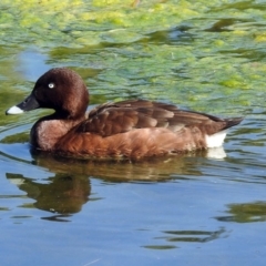 Aythya australis at Gordon, ACT - 24 Apr 2018