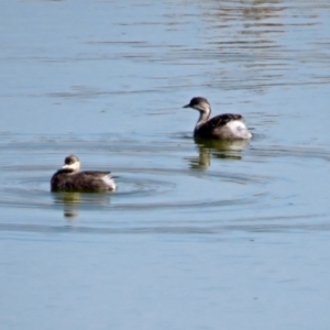 Poliocephalus poliocephalus at Gordon, ACT - 24 Apr 2018