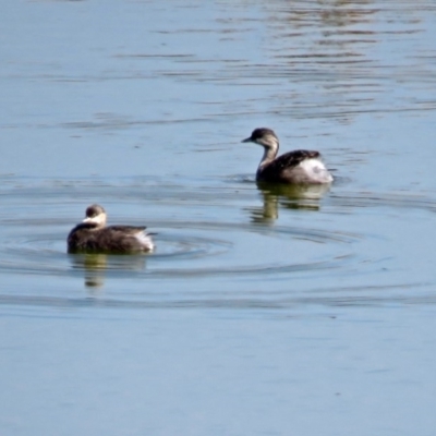 Poliocephalus poliocephalus (Hoary-headed Grebe) at Lanyon - northern section - 24 Apr 2018 by RodDeb