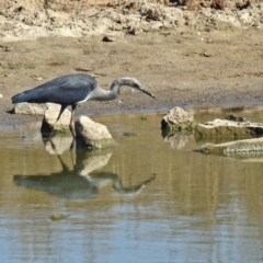 Ardea pacifica (White-necked Heron) at Lanyon - northern section - 24 Apr 2018 by RodDeb