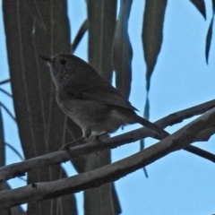 Acanthiza pusilla (Brown Thornbill) at Paddys River, ACT - 24 Apr 2018 by RodDeb