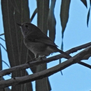 Acanthiza pusilla at Paddys River, ACT - 24 Apr 2018 04:42 PM