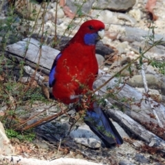 Platycercus elegans (Crimson Rosella) at Paddys River, ACT - 24 Apr 2018 by RodDeb