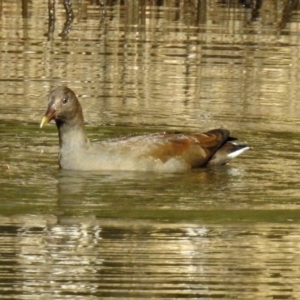 Gallinula tenebrosa at Paddys River, ACT - 24 Apr 2018