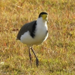 Vanellus miles at Paddys River, ACT - 24 Apr 2018 04:27 PM