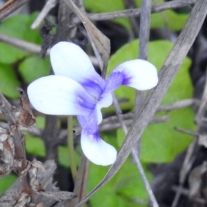 Viola hederacea at Paddys River, ACT - 24 Apr 2018