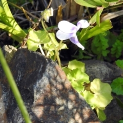 Viola hederacea at Paddys River, ACT - 24 Apr 2018 02:29 PM