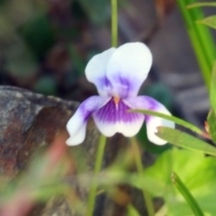 Viola hederacea at Paddys River, ACT - 24 Apr 2018