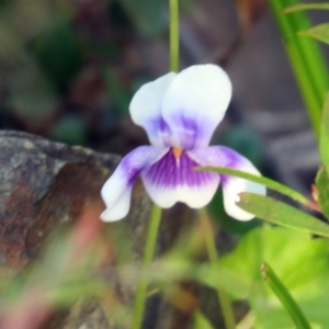 Viola hederacea at Paddys River, ACT - 24 Apr 2018 02:29 PM