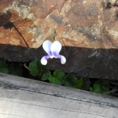 Viola hederacea at Paddys River, ACT - 24 Apr 2018