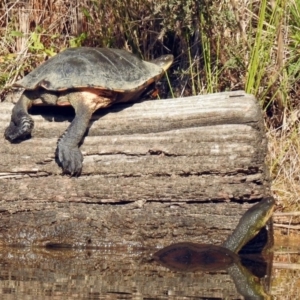 Chelodina longicollis at Paddys River, ACT - 24 Apr 2018 02:57 PM