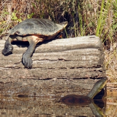 Chelodina longicollis (Eastern Long-necked Turtle) at Tidbinbilla Nature Reserve - 24 Apr 2018 by RodDeb