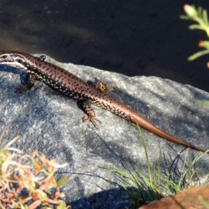 Eulamprus heatwolei at Paddys River, ACT - 24 Apr 2018 02:30 PM