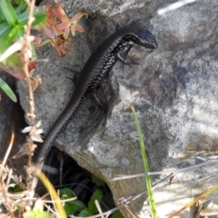 Eulamprus heatwolei at Paddys River, ACT - 24 Apr 2018 02:30 PM